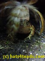 /home//u458753944/public_html/sourcegallery//Roxborough Toad Detour/2022/2022-03-19/P3190919.JPG
